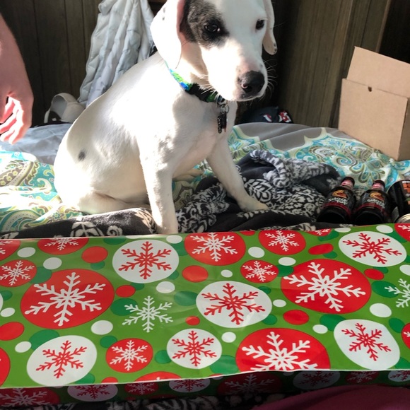 Pet in household - Picture 6 of 6